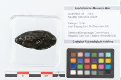 Foto (Objekt + Etikett) von Nipadites parkinsonis Bowerb. (NHMW-GEO-2024-0188-9114)